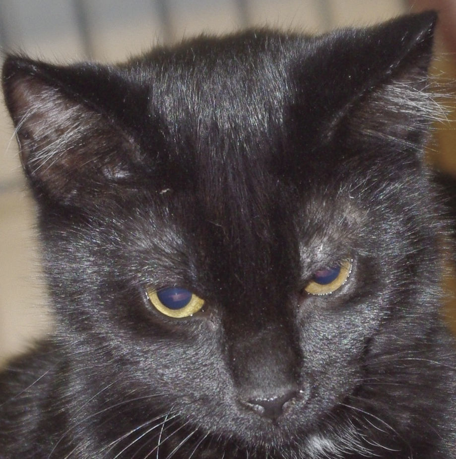 Pets of the Week: Shadow